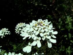 Imagem de Iberis sempervirens L.