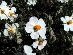 Image of White Rock-rose