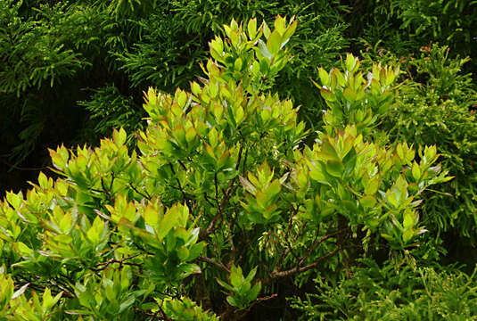 Image of Vaccinium cylindraceum Sm.