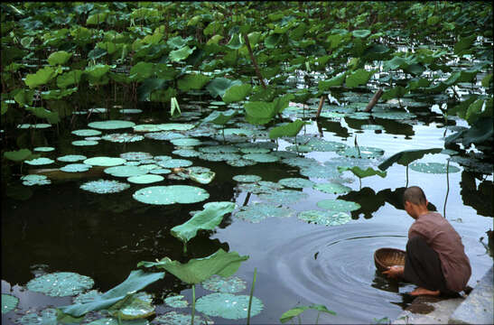 Image of sacred lotus