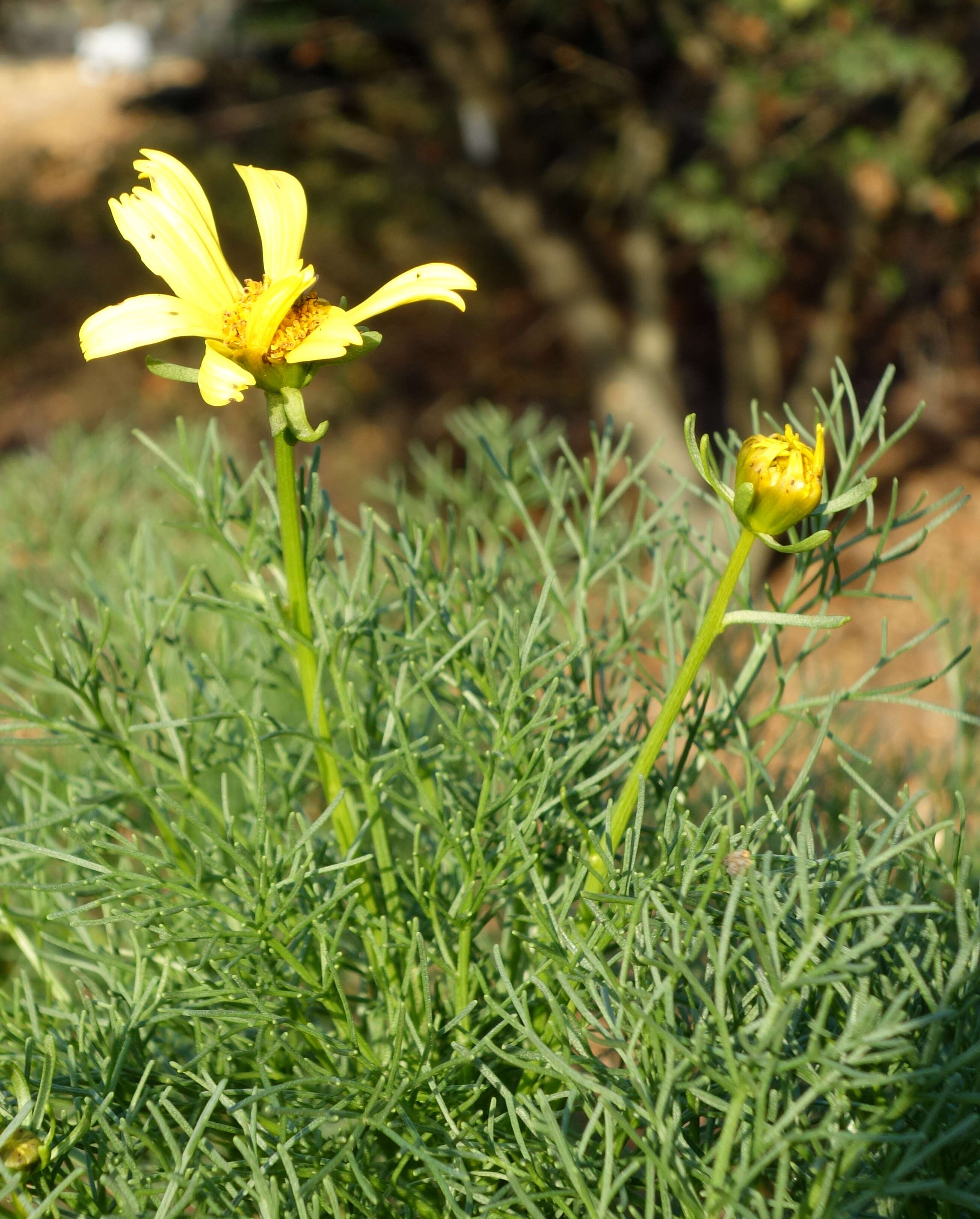 Image de Coreopsis gigantea (Kellogg) Hall