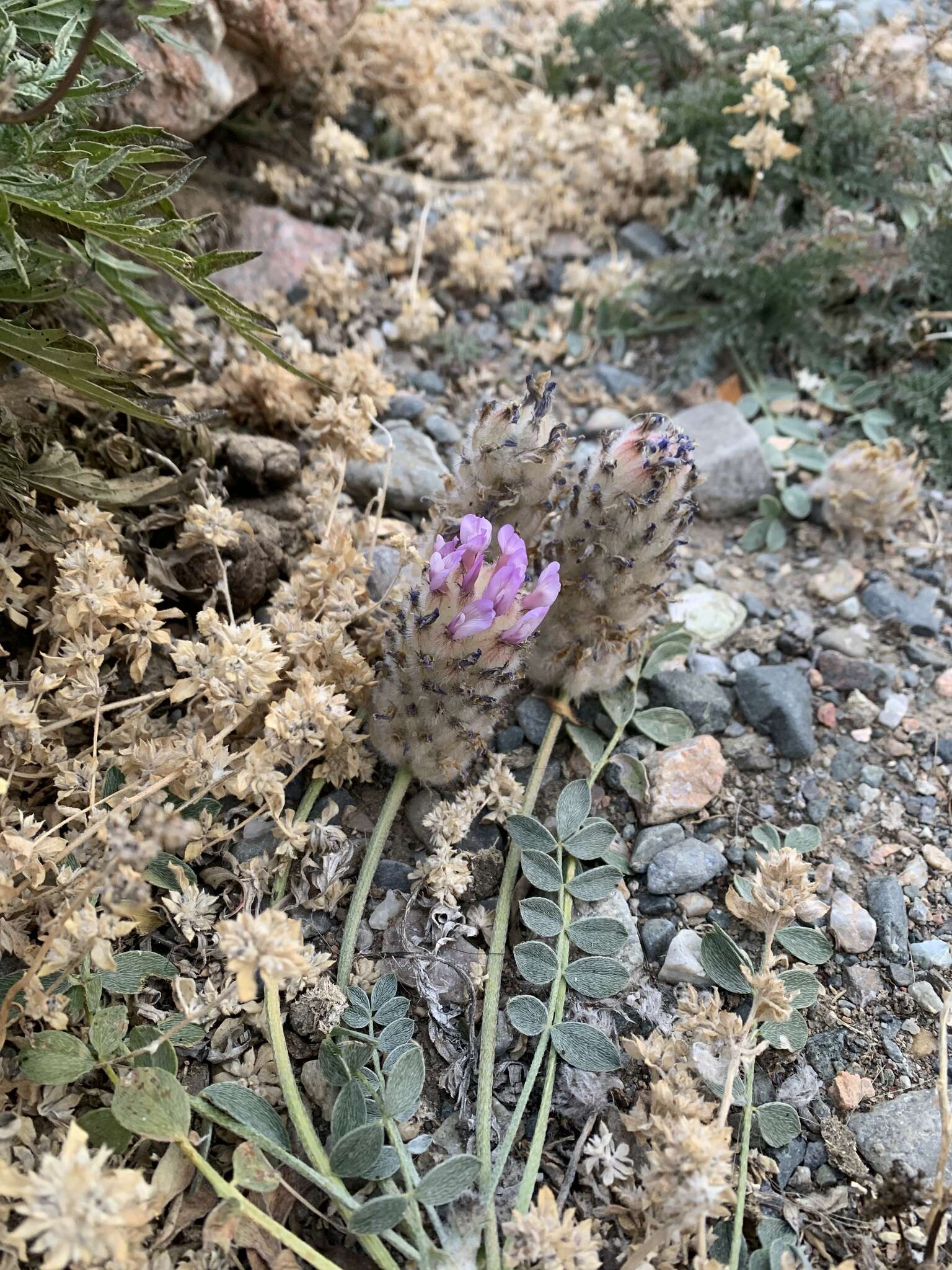 Plancia ëd Astragalus laguroides Pall.