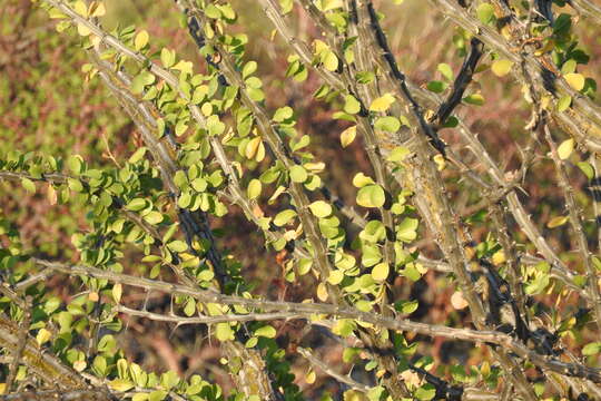 Imagem de Fouquieria diguetii (van Tiegh.) I. M. Johnston