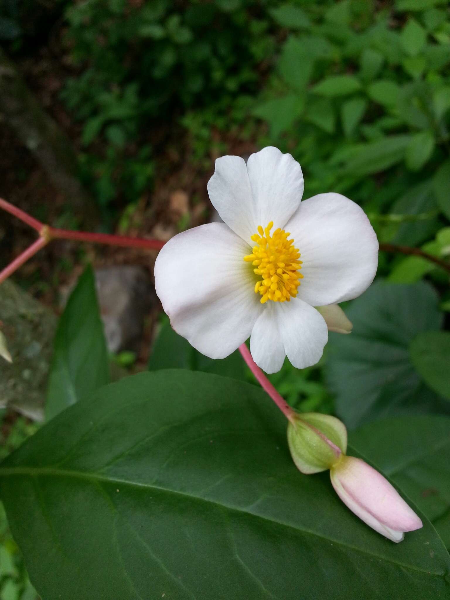 Image of Begonia parcifolia C. DC.