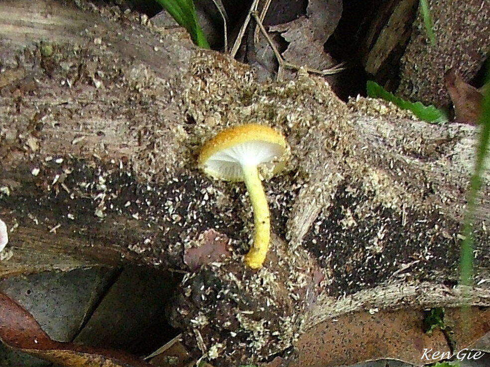 Image de Cyptotrama asprata (Berk.) Redhead & Ginns 1980