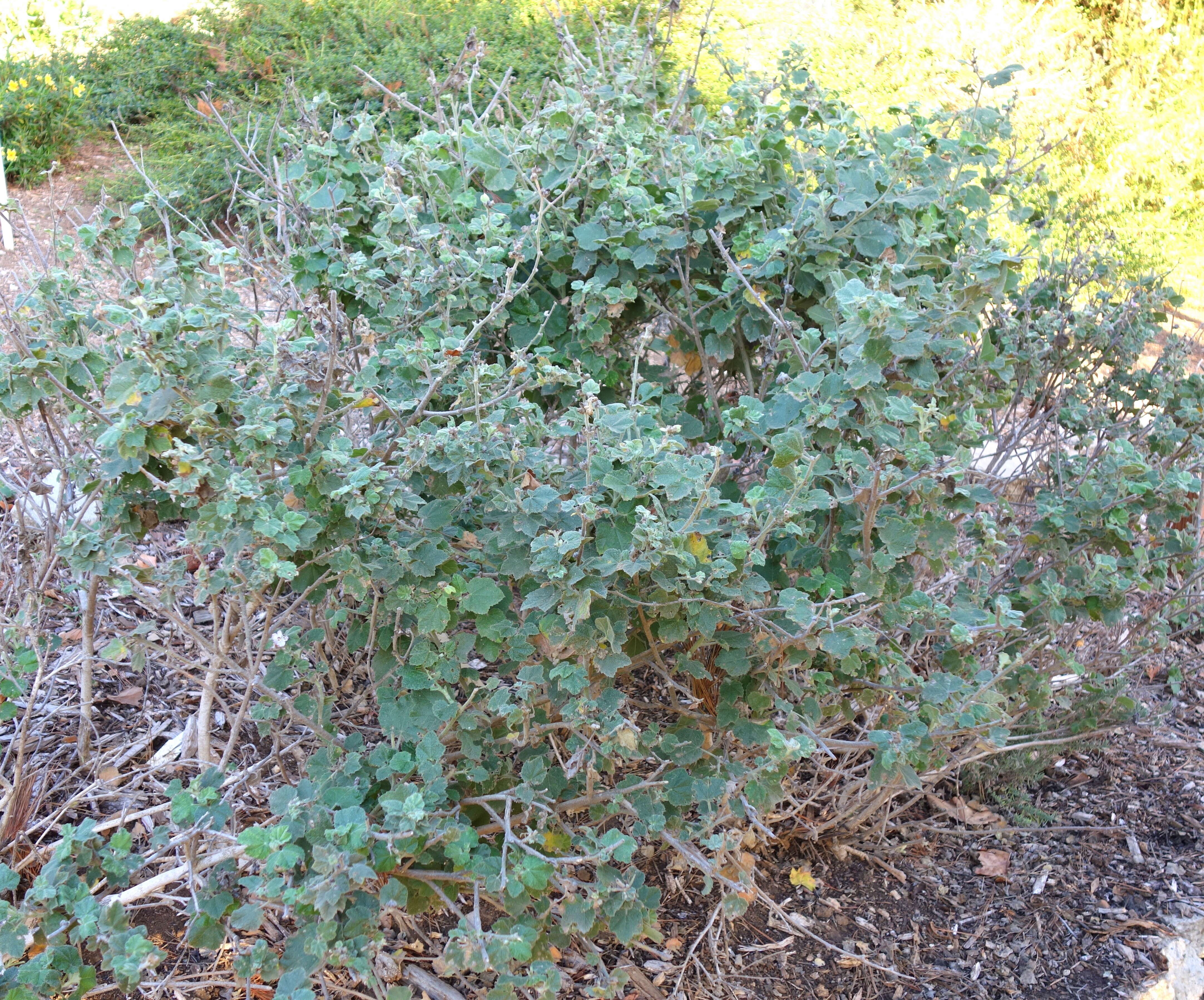 Image of San Clemente Island bushmallow