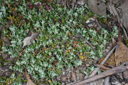 Image of Chenopodium desertorum subsp. microphyllum Paul G. Wilson