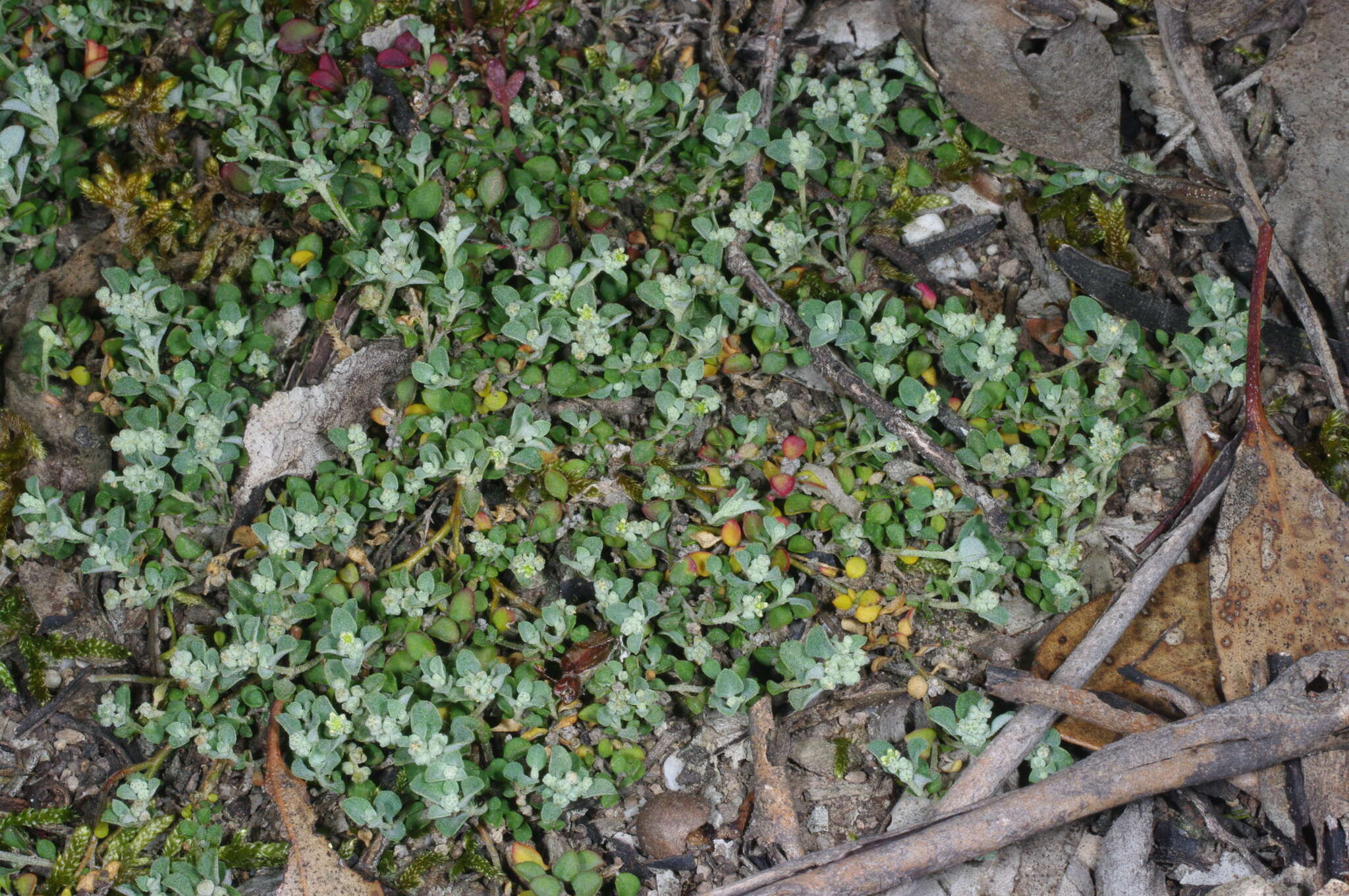 Image of Chenopodium desertorum subsp. microphyllum Paul G. Wilson