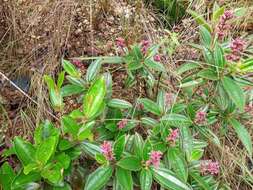 Image of Miconia ciliata (L. Rich.) DC.