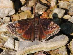 Image of Wild Indigo Duskywing