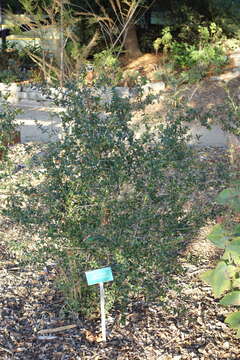 Image of Chilean guava