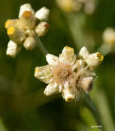 Слика од Pseudognaphalium gaudichaudianum (DC.) A. A. Anderberg