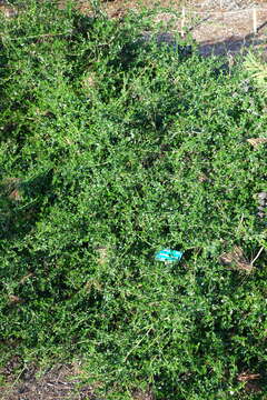 Image of wavyleaf ceanothus