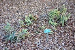 Image of Crassula perfoliata var. minor (Haw.) Rowley