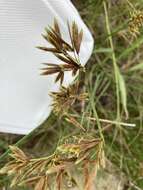 Cyperus nitidus Lam.的圖片