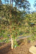 Image of Chilean Myrtle