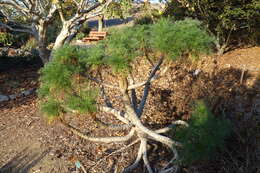 Image de Coreopsis gigantea (Kellogg) Hall