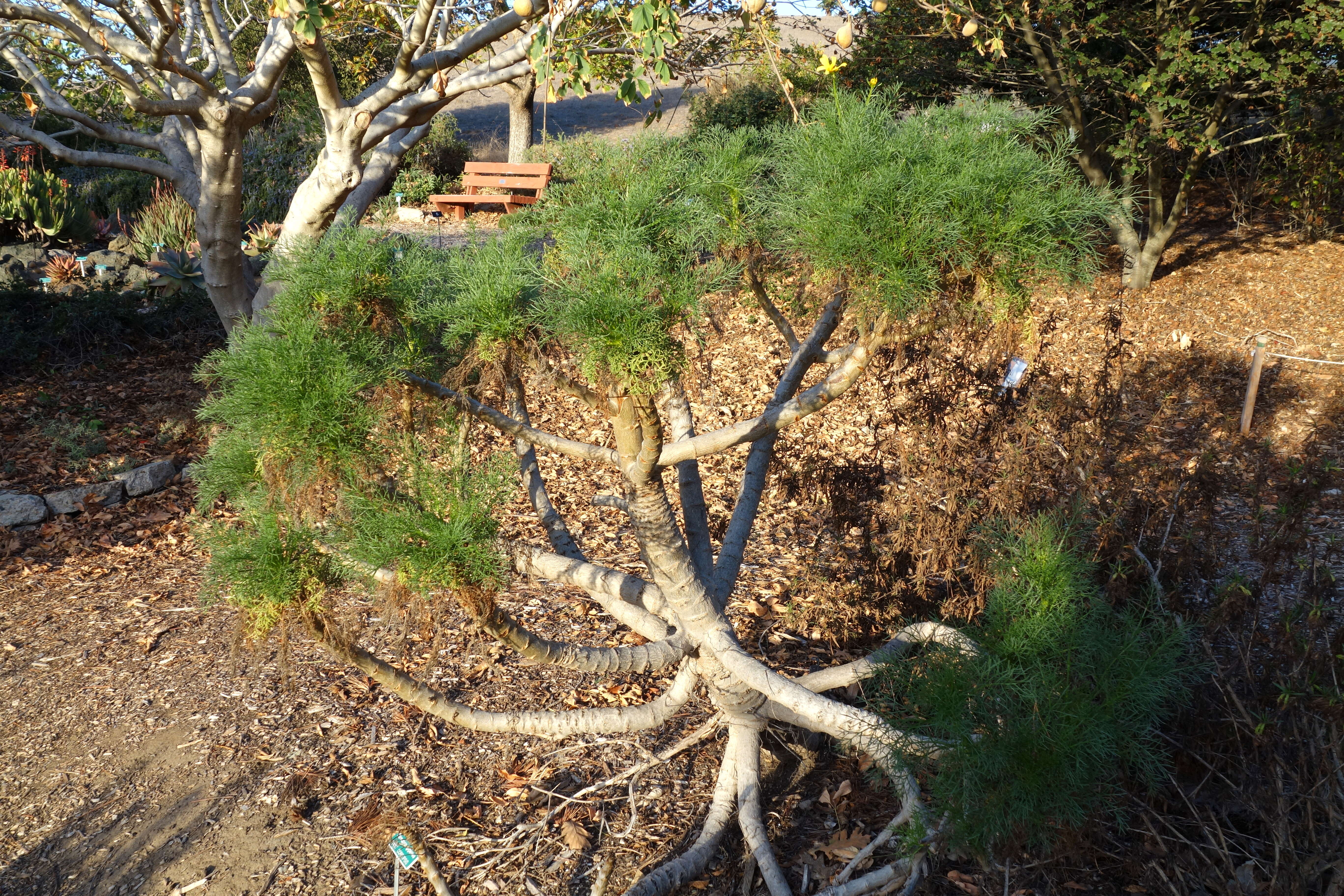 Image de Coreopsis gigantea (Kellogg) Hall