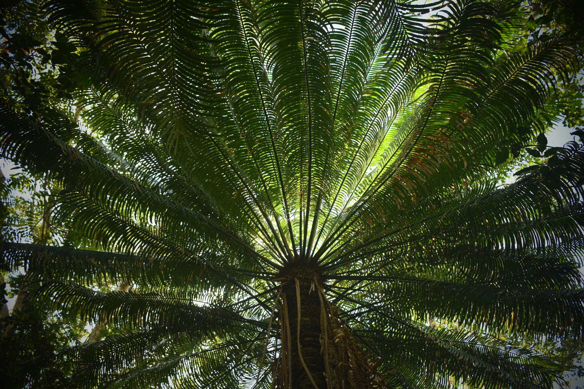 Image of Cycad