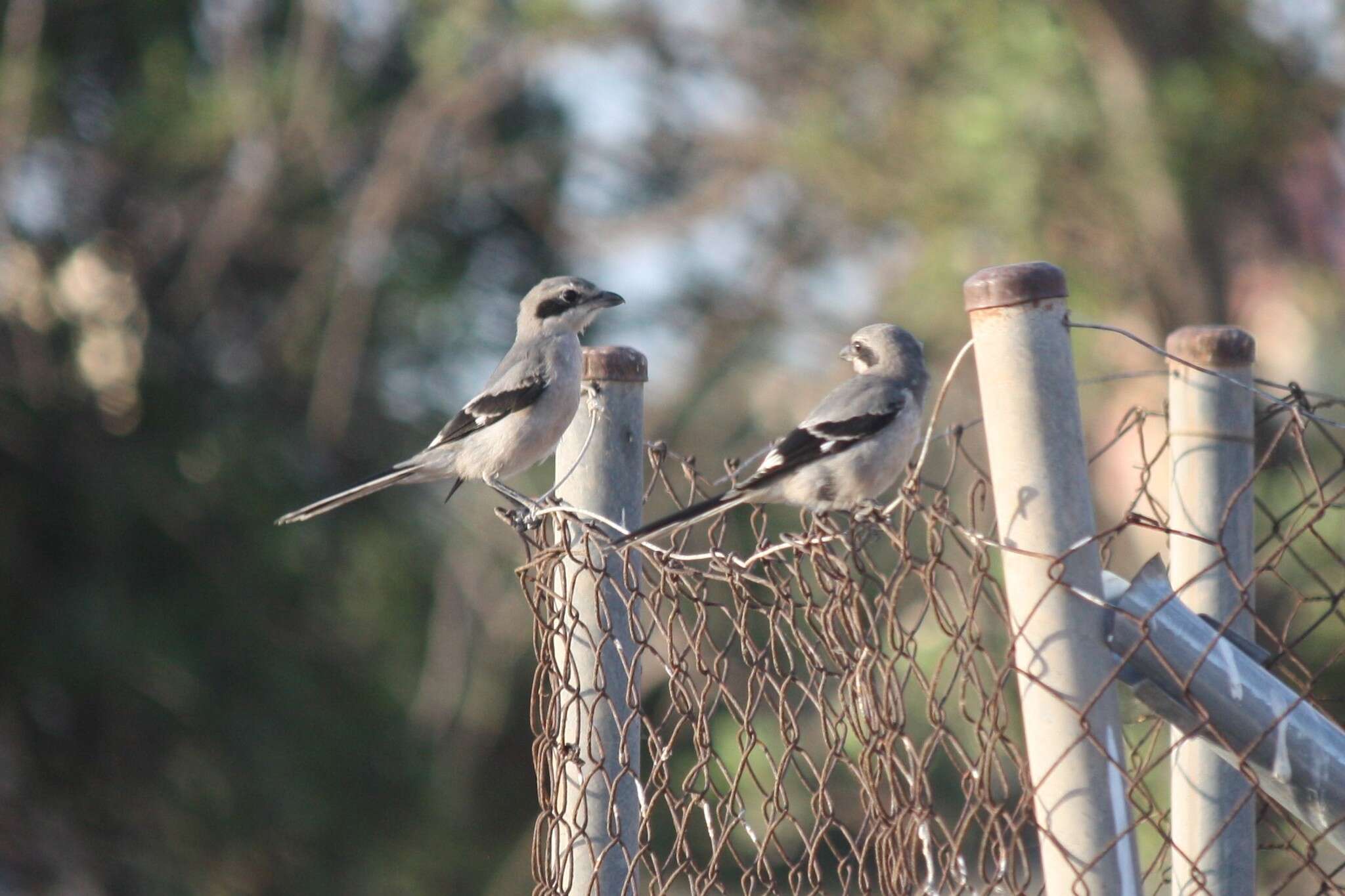 Image of Iberian Grey Shrike