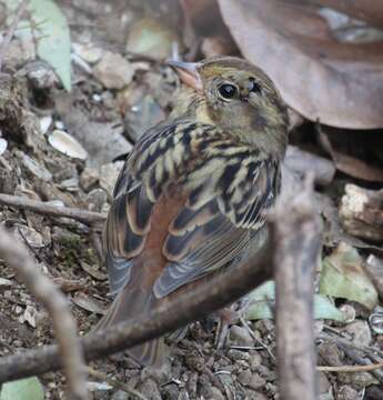 Image of Gray Bunting