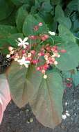 Imagem de Clerodendrum trichotomum Thunb.