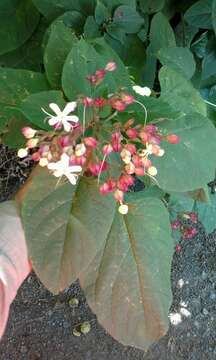 Imagem de Clerodendrum trichotomum Thunb.