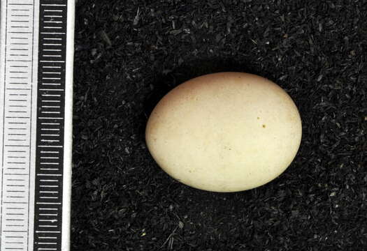 Image of British Storm Petrel