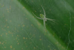 Image of Argiope chloreis Thorell 1877