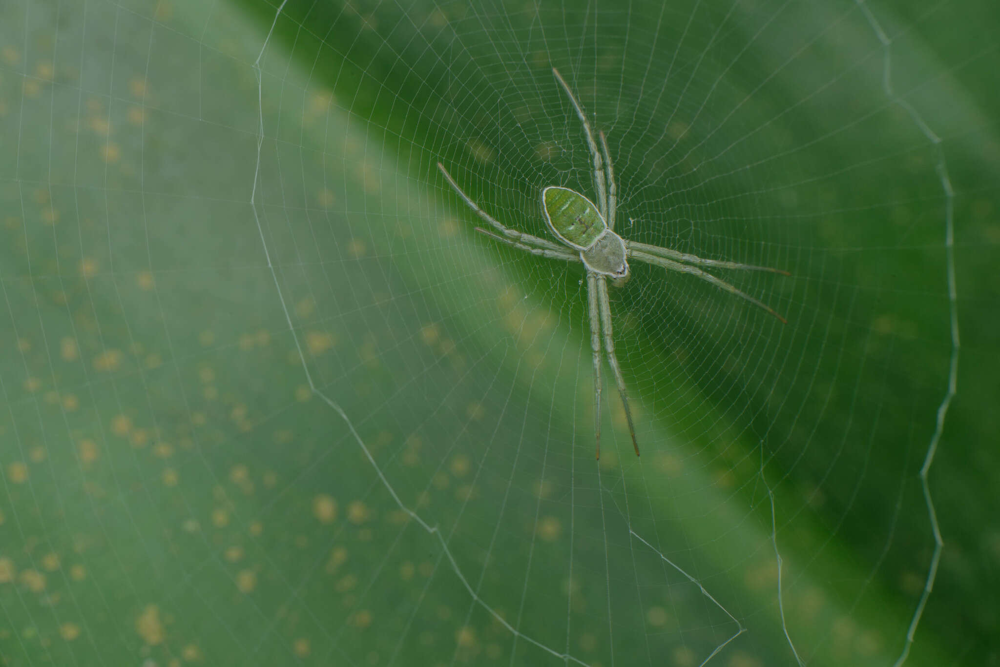 Image of Argiope chloreis Thorell 1877