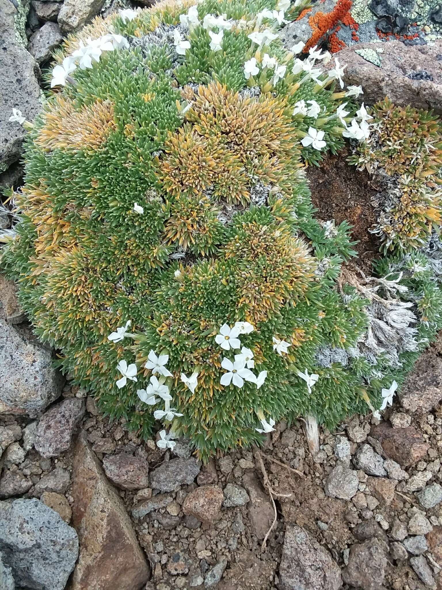 Image of dwarf phlox