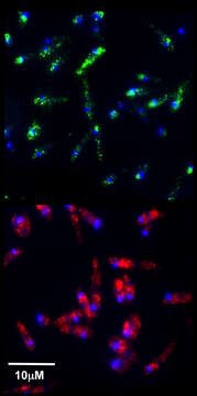 Image of Leishmaniavirus