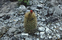 Image of Echinopsis lateritia Gürke