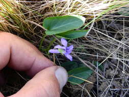 Image of Viola metajaponica Nakai