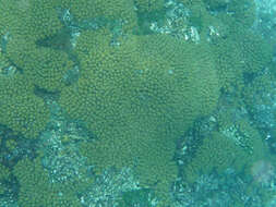 Image of Yellow Pencil Coral