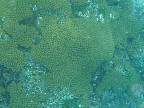 Image of Yellow Pencil Coral