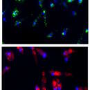 Image of Leishmaniavirus