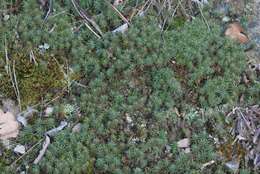 Image of juniper polytrichum moss