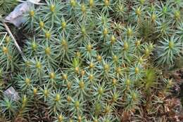 Image of juniper polytrichum moss