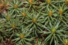 Image of juniper polytrichum moss