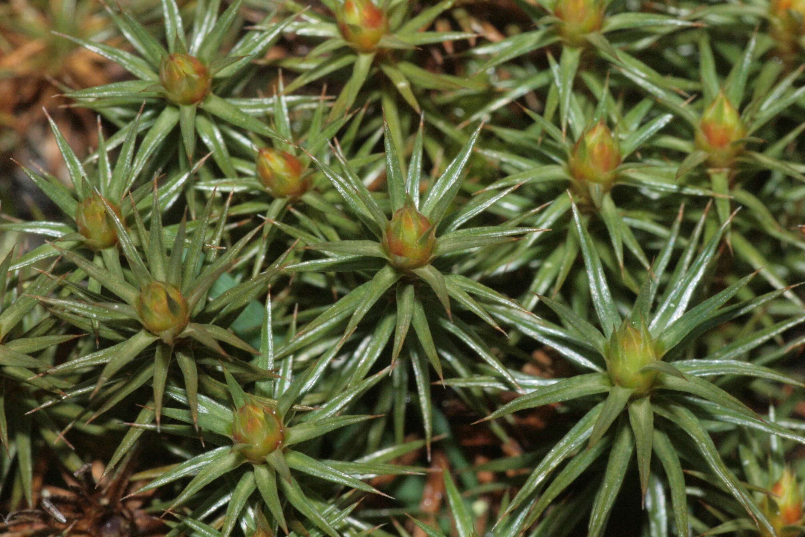 Image of juniper polytrichum moss