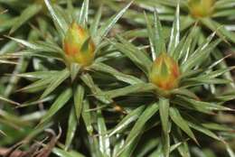 Image of juniper polytrichum moss