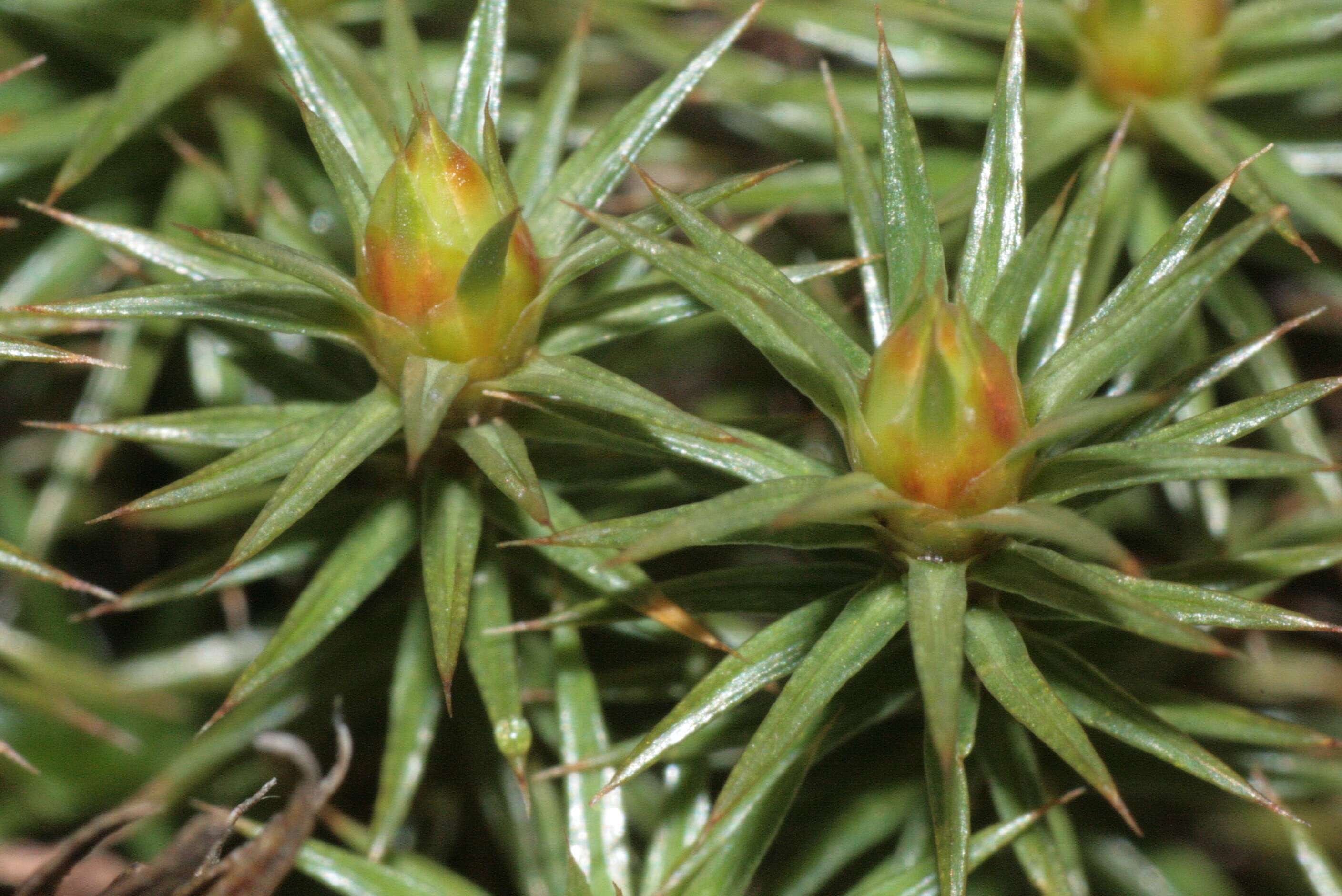 Image of juniper polytrichum moss