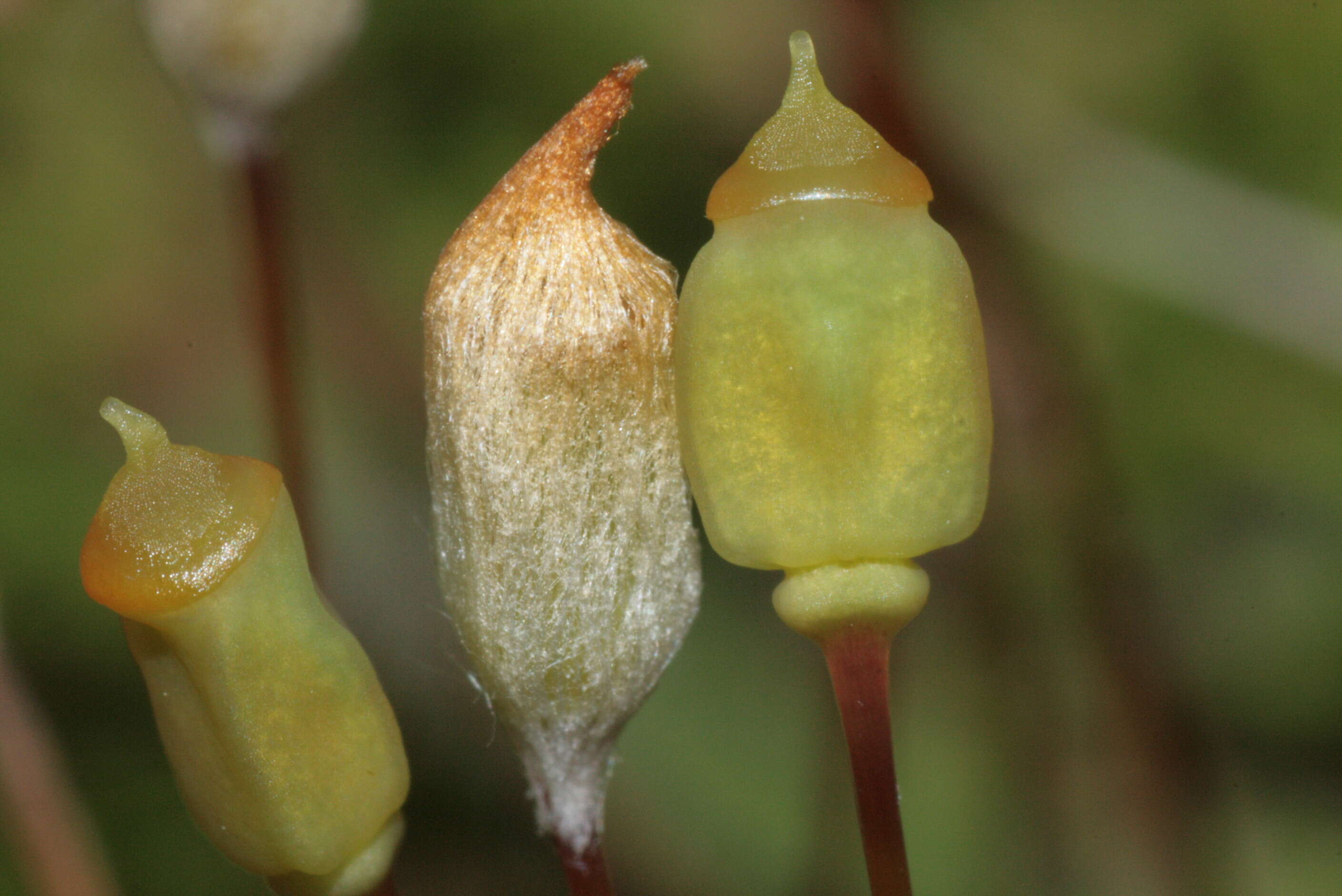 Image of juniper polytrichum moss