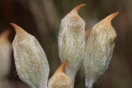 Image of juniper polytrichum moss