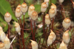 Image of juniper polytrichum moss