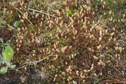 Image of juniper polytrichum moss