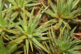 Image of juniper polytrichum moss