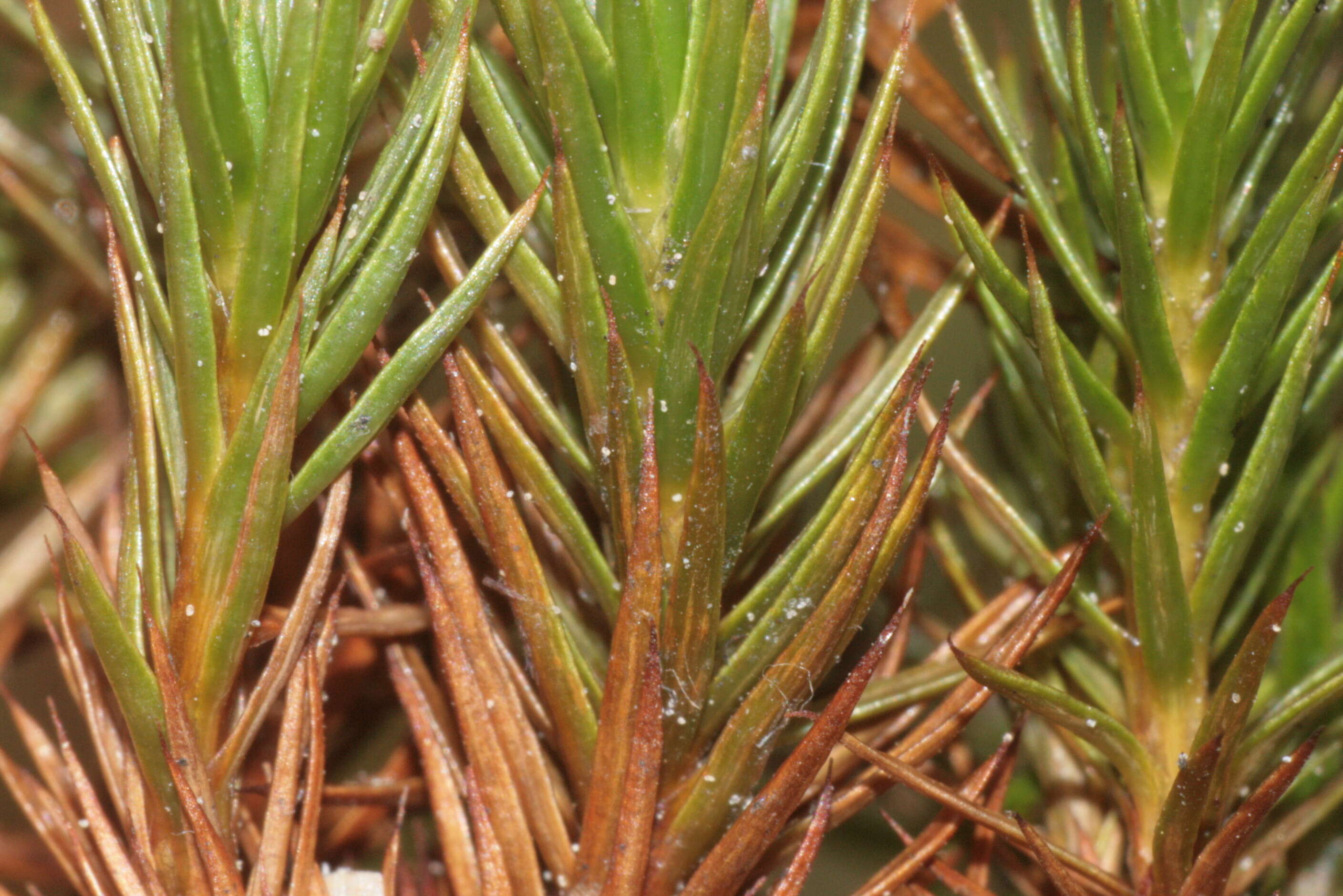 Image of juniper polytrichum moss