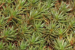 Image of juniper polytrichum moss